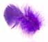 Purple Feather